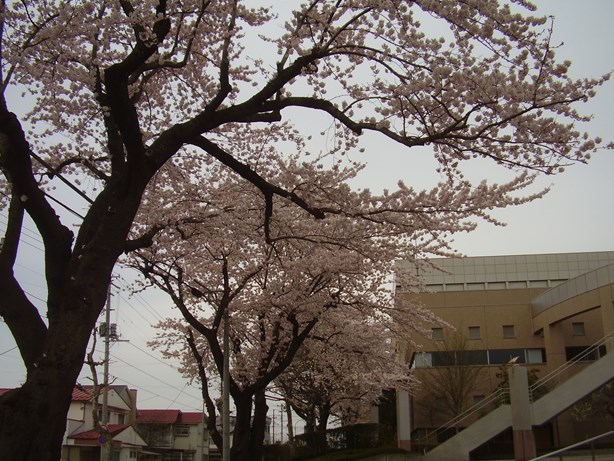 towadasougoutaiikusenta_2